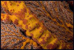Gorgonian goby by Dejan Sarman 